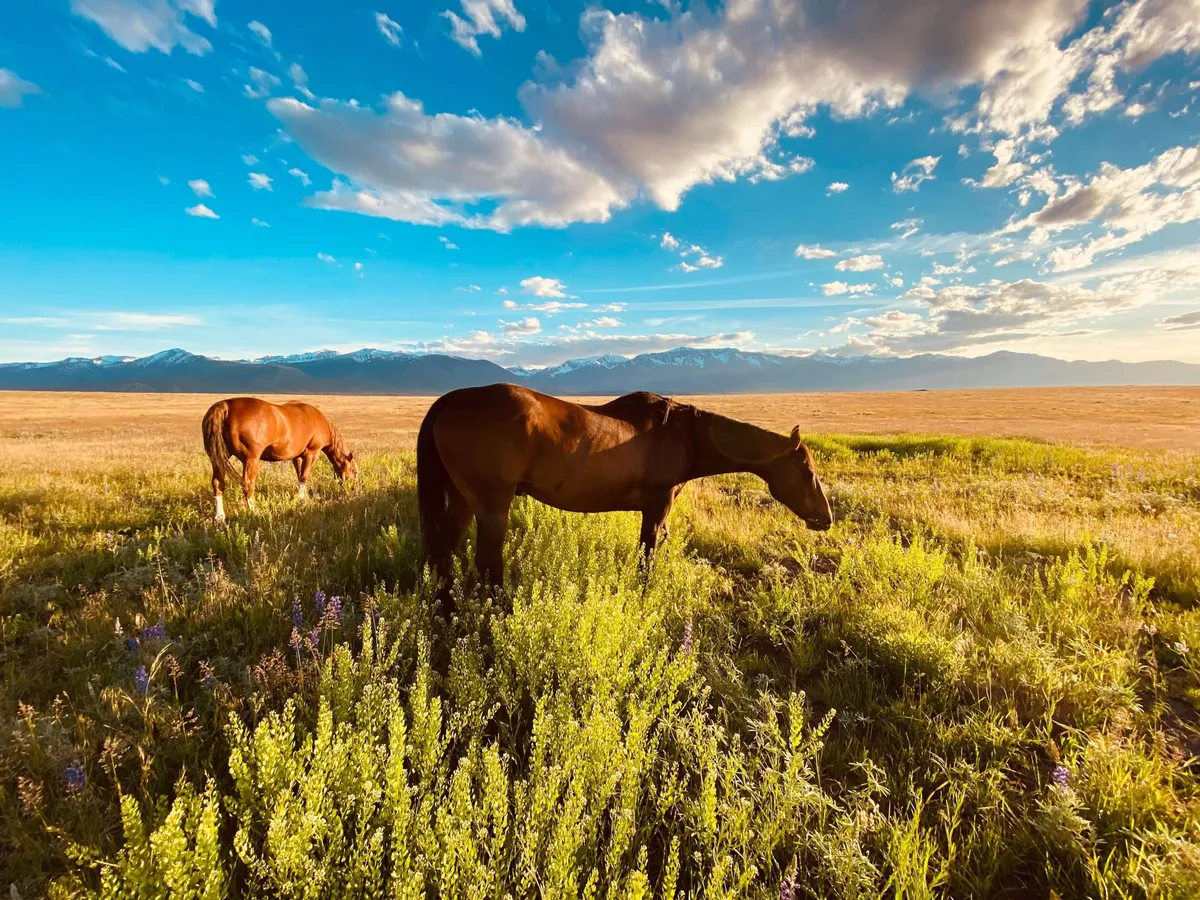This exterior image captures a tranquil landscape with grazing horses, lush grass, and majestic mountains beneath dramatic clouds. The scene exudes the peacefulness and grandeur of the natural surroundings, inviting viewers to imagine outdoor adventures, nature observation, and the beauty that defines the local environment.